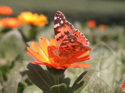 蝴蝶, 花, 自然, 阳光明媚