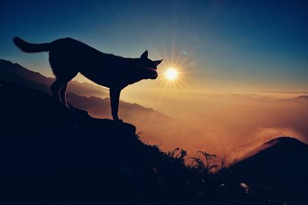 太阳, 光, 雾, 山高, 风光, 狗, 动物