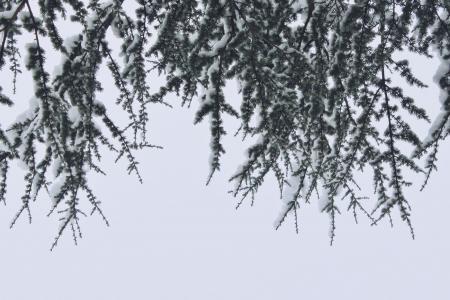 分支机构, 雪, 冬天, 自然, 树, 感冒, 白色