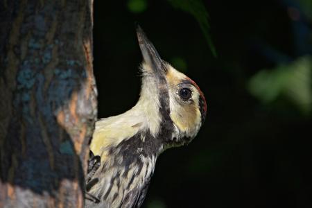 啄木鸟, 鸟, 大斑的啄木鸟, 森林鸟, 动物, 自然, 注意