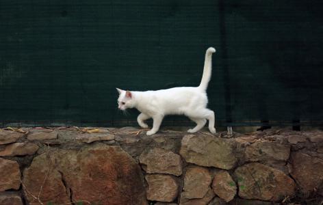 动物, 猫, 白色的猫