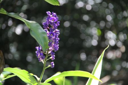 花, 紫色的小花, 夏威夷花, 夏威夷植物, 夏威夷, 热带, 紫色