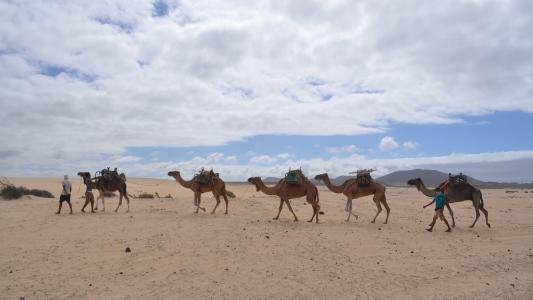骆驼, 沙漠, 单峰骆驼, 岛