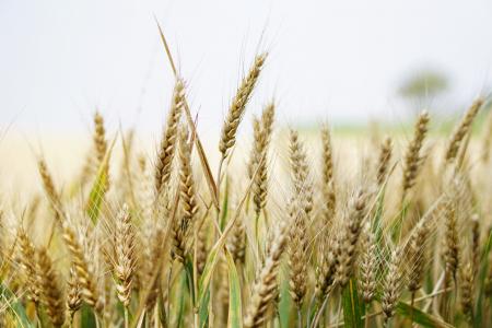 小麦, 麦田, 玉米田, 夏季, 谷物, 穗状花序, 粮食