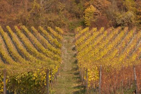 葡萄园, 秋天, 葡萄种植, 自然, 景观, 葡萄藤, 葡萄酒