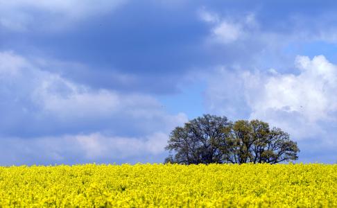 农业, 蓝色, 光明, 云彩, 多云的天空, 农村, 退耕还林