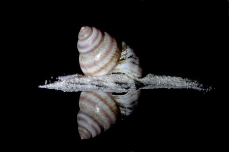 蜗牛, 海蜗牛, 住房, 内存, 假日, 装饰, 壳