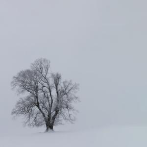 树, ―, 植物, 自然, 户外, 雪, 冬天