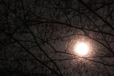 月亮通过分支, 月亮, 分支机构, 树, 晚上, 光, 天空