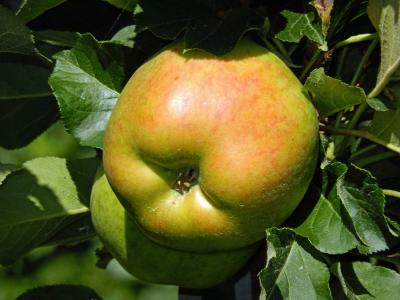 苹果, 水果, 健康, 维生素, 秋天, 树上苹果, 食品