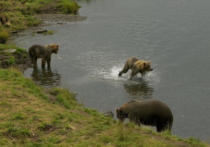 熊, 女性, 母猪, 小熊, 水, 玩, 可爱