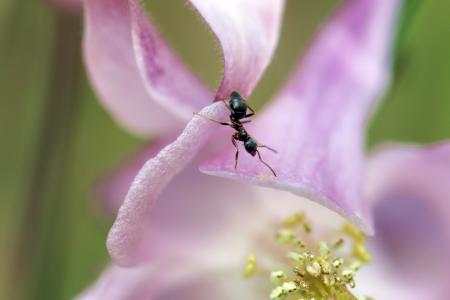 蚂蚁, 里面一朵花, orlík, 职位, 粉色, 特写, 详细的