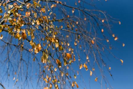 木材, 秋天, 蓝色, 秋天的落叶, 叶子, 自然