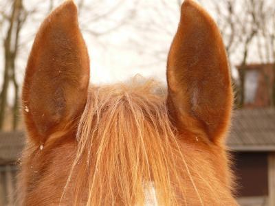 马的耳朵, 耳朵, 马, 动物, 毛皮, lpony, 生物