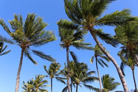 棕榈树, 棕榈树, 夏威夷, 热带地区, 有机, 农业, 户外