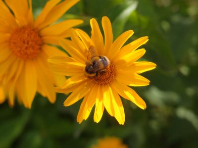 花, 花黄色, 昆虫, 花坛, 大黄蜂, 黄色的花, 黄色