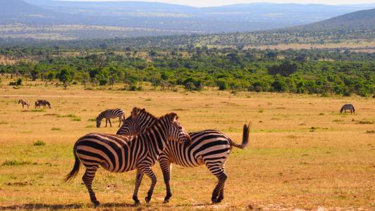 肯尼亚, 非洲, 野生, 自然, 野生动物园, 野生动物, 动物