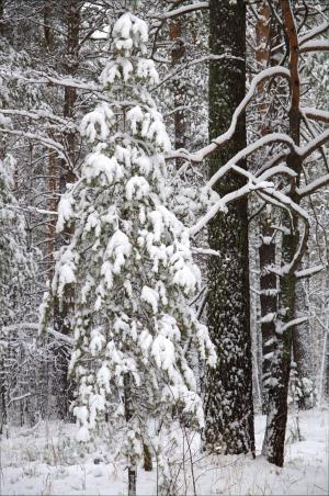 冬天, 森林, 雪, 松树, 树木, 自然, 冬季森林