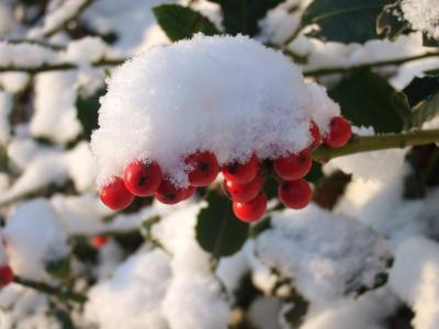 浆果, 雪, 冬天, 红色, 白色, 感冒, 植物
