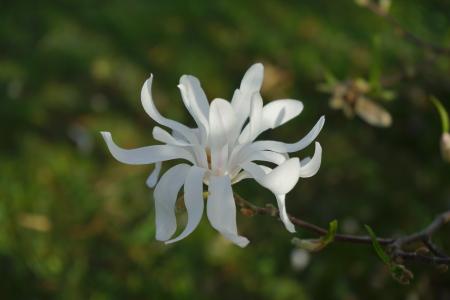 星 magnolie, 木兰, 开花, 绽放, 白色, 一种观赏灌木, 观赏植物