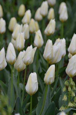 郁金香, 白色, 白花, 春天, 春的觉醒, 花园, 开花