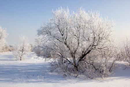 冬天, 雪, 树木, 景观, 枝, 雪花, 太阳