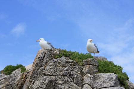 岩石, 海鸥, 鸟