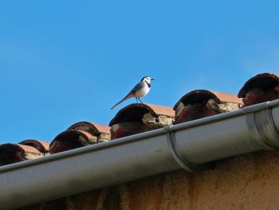 motacila 阿尔巴, pastorella, 鸟, 屋顶