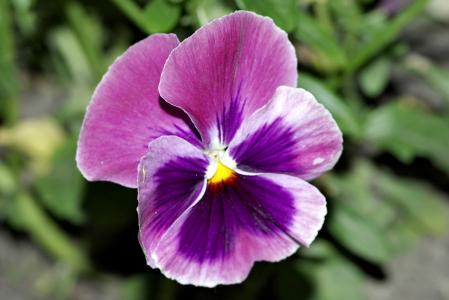 三色堇, 三色紫罗兰, 花, 花园, 潇洒, 蓝色, 彩色
