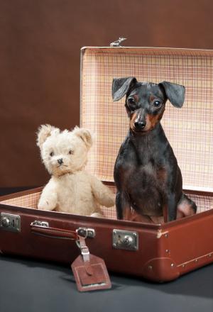 狗, 熊, 泰迪, 动物, 可爱, 行李, 很好奇