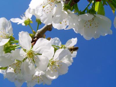 樱桃树花, 白花, 春天
