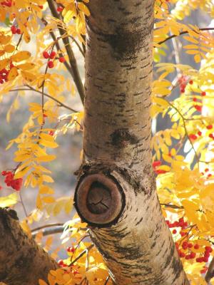 桦木, 秋天, 树, 赛季, 秋天的颜色, 秋天的树叶, 金色的秋天