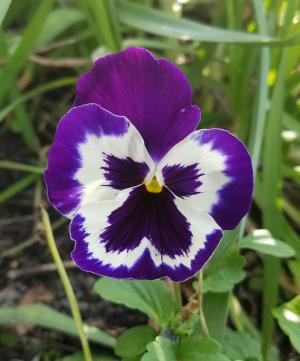 花, 紫色, 开花, 紫罗兰色, 三色堇, 绽放, 春天