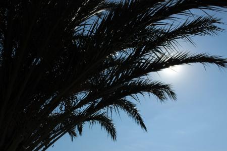 棕榈树, 棕榈叶, 剪影, 回光, 太阳, 假日