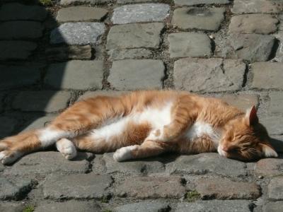 猫, 街道, 睡觉, 放松, 阳光明媚