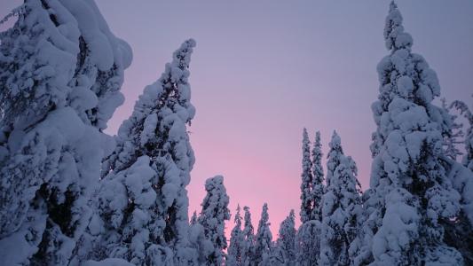 日落, 雪, 冬天, 拉普兰, 芬兰, 树木, 自然