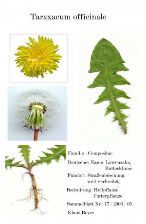 数字化 herbarblatt, 药用植物, 扫描仪, 花园, 黄色, 花, 植物
