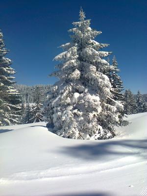 雪, 树, 感冒, 寒冷, 冬天, 自然, 森林