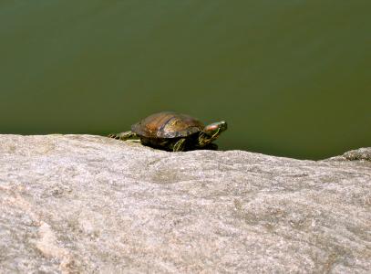 海龟, 动物, 两栖类动物, 岩石, 太阳, 绿色, 水生动物