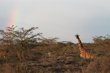 长颈鹿, 非洲, 自然, 景观
