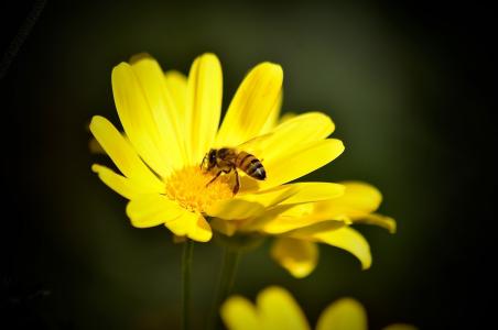 黛西, 蜜蜂, 黄色, 美丽, 花, 春天, 自然