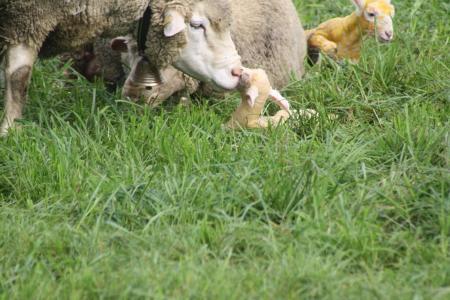羊, 出生, 羔羊, 草甸
