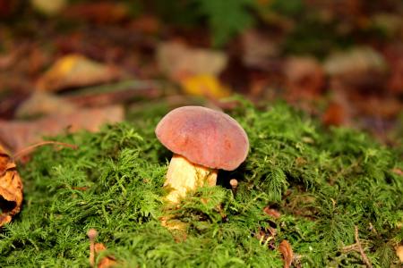 蘑菇, 青苔, 秋天, 自然, 森林, 食用, 收集