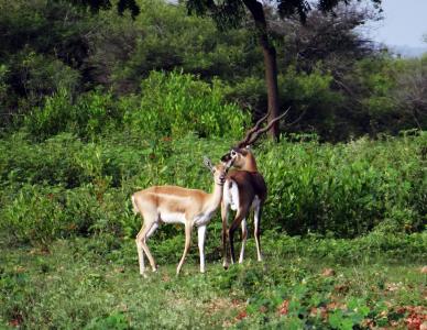 羚, 动物, 羚羊, ranebennur, 卡纳塔克, 印度