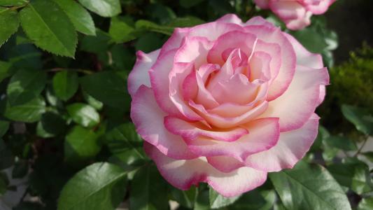 上升, 粉色, 美丽, 自然, 植物, 粉红色的玫瑰, 粉红色的花