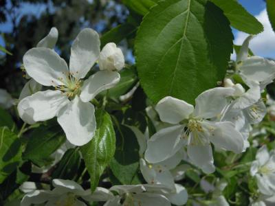 树上苹果, 苹果树上的花, 开花, 绽放, 白色, 分公司, 叶子