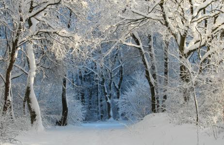 冬天, 寒冷, 雪魔, 冬天的魔法, 春夏秋冬之梦, 冬季森林, 白雪皑皑
