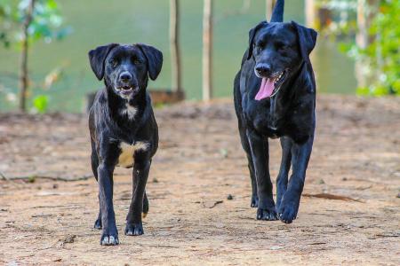 黑色的狗, 两只狗, 成年狗, 小狗, 森林, 狗, curauma