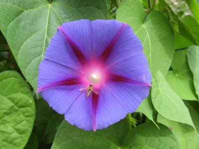 紫色的小花, 龙葵, 布伦特, yonne, 法国
