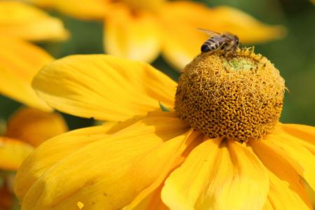 太阳帽子, 开花, 绽放, 昆虫, 蜜蜂, 黄色, 花